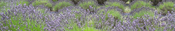 San Juan Island lavender